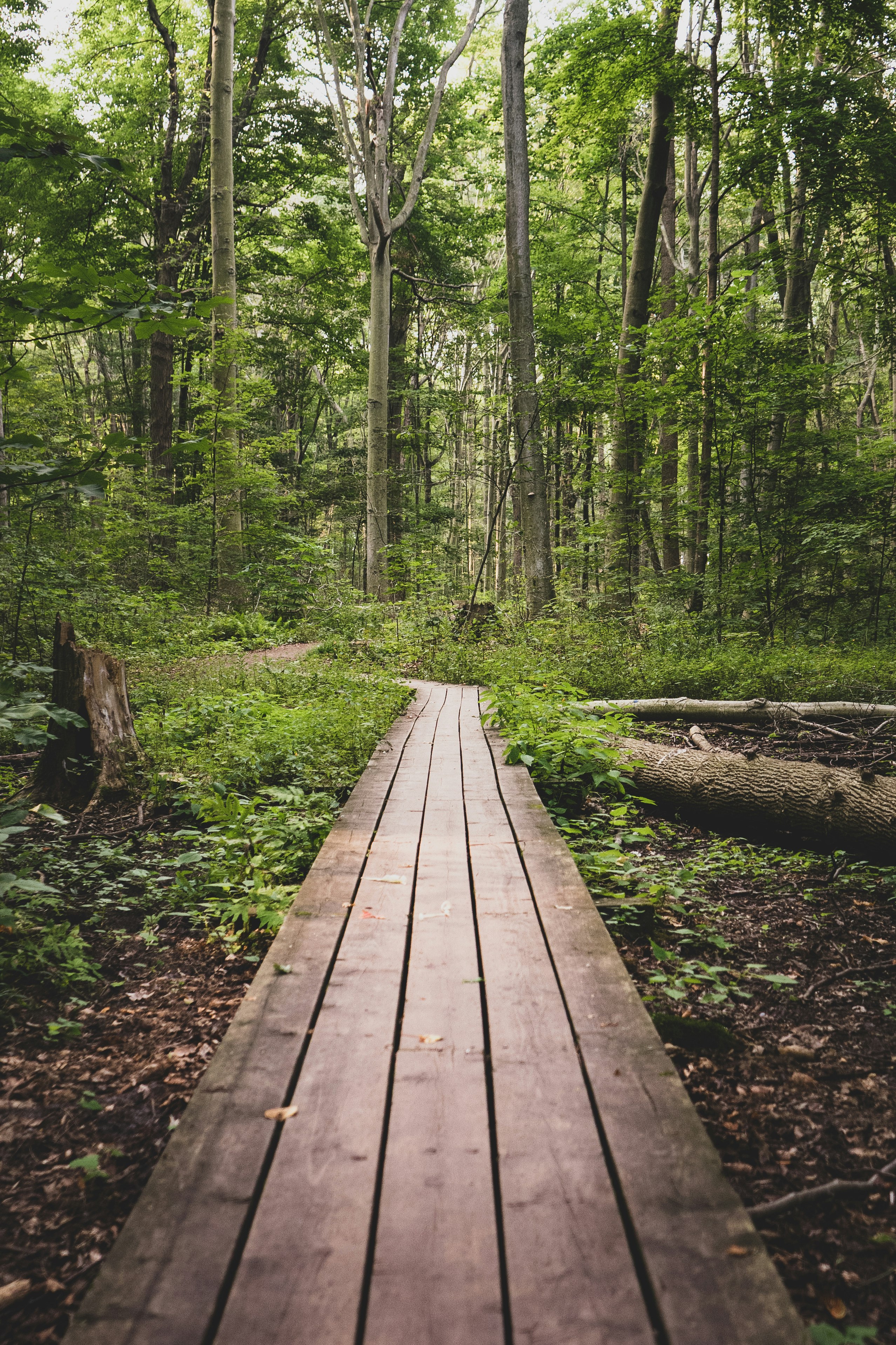 brown wooden bridge in the woods